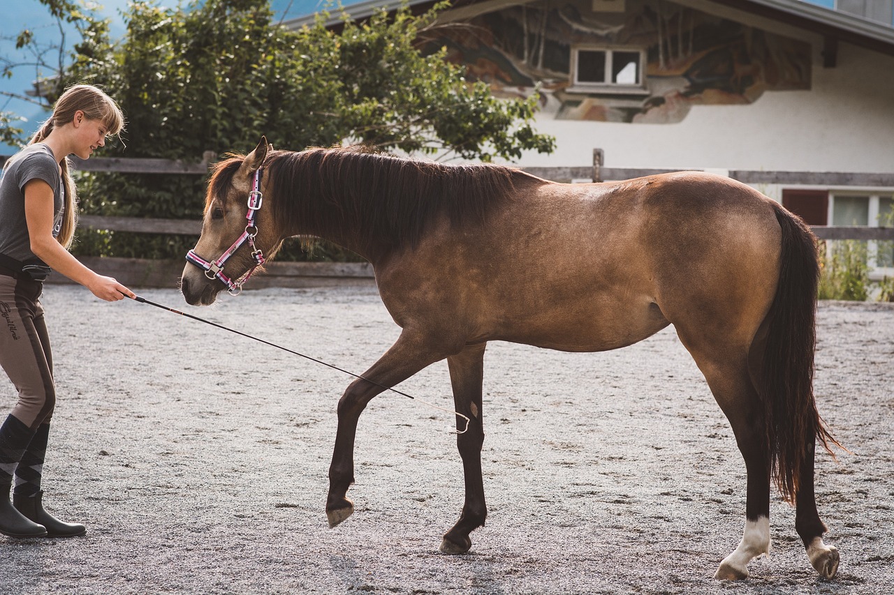 Tips for Training Your Pet to Accept Handling by Others